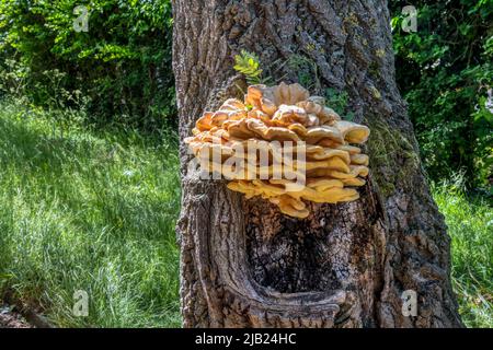 Poulet du champignon des Bois, Laetiporus sulfureus. Banque D'Images