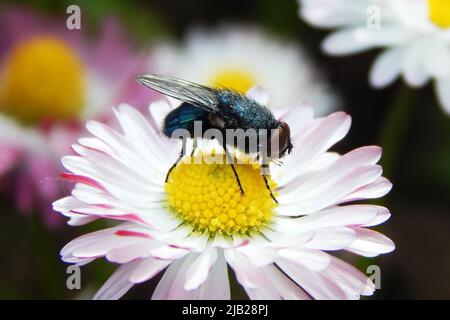 Une mouche sur une fleur, gros plan, dans le pollen. Photo de haute qualité Banque D'Images