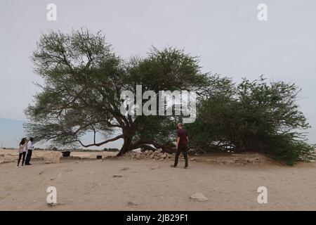 Arbre de vie, Bahreïn Banque D'Images