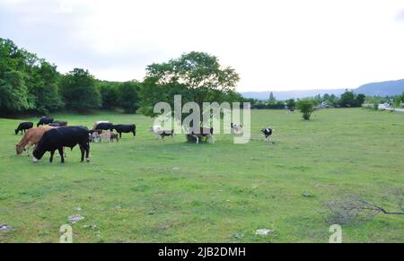 Taureaux noirs et vaches sur la ferme, vaches en arrière-plan. Vaches,taureaux en Croatie dans le champ vert.taureau noir et vache sur la ferme de bétail de Grobnik, Croatie Banque D'Images