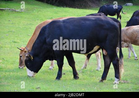 Taureaux noirs et vaches sur la ferme, vaches en arrière-plan. Vaches,taureaux en Croatie dans le champ vert.taureau noir et vache sur la ferme de bétail de Grobnik, Croatie Banque D'Images