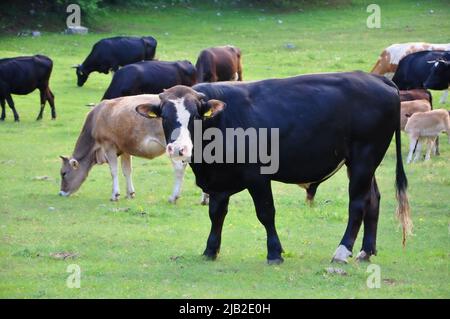 Taureau noir sur la ferme, vaches en arrière-plan. Bull en Croatie dans le champ vert. Taureau et vache noirs sur la ferme bovine de Grobnik, en Croatie Banque D'Images