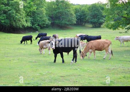 Taureau noir sur la ferme, vaches en arrière-plan. Bull en Croatie dans le champ vert. Taureau et vache noirs sur la ferme bovine de Grobnik, en Croatie Banque D'Images