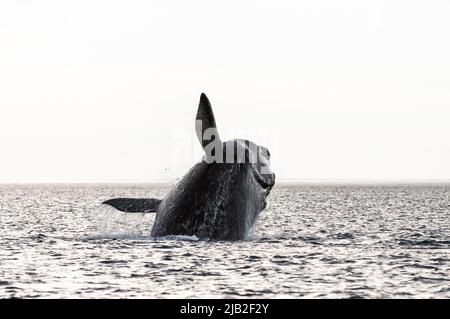 Saut à la baleine droite , Eubalaena Autralis, glacialis, Patagonie , Peninsula Valdes, Patagonie, Argentine. Banque D'Images