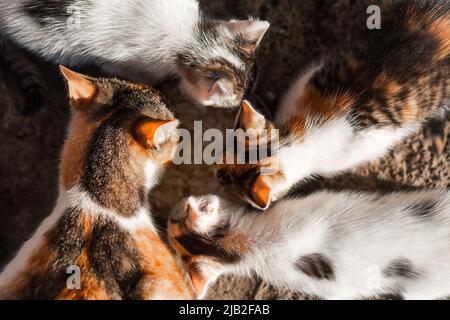 La mère chat et 3 chatons mangent de la nourriture. Vue de dessus. Produits pour animaux, magasin pour animaux de compagnie, fournitures pour animaux de compagnie Banque D'Images