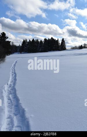 Pistes de raquettes dans la neige, Sainte-Apolline, Québec, Canada Banque D'Images