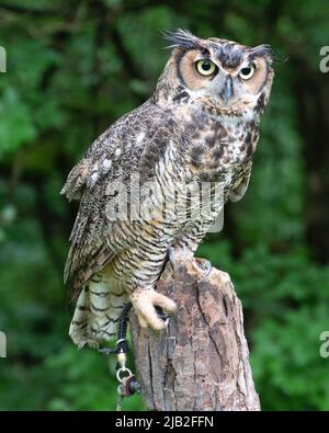 Oiseaux de proie sauvés de la route Banque D'Images