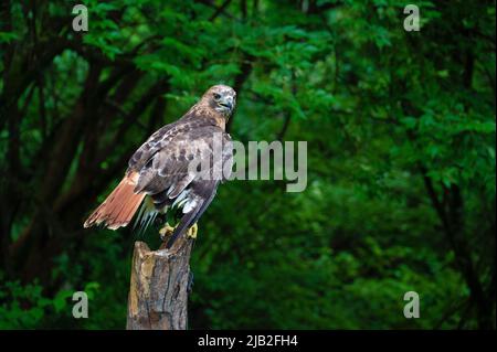 Oiseaux de proie sauvés de la route Banque D'Images