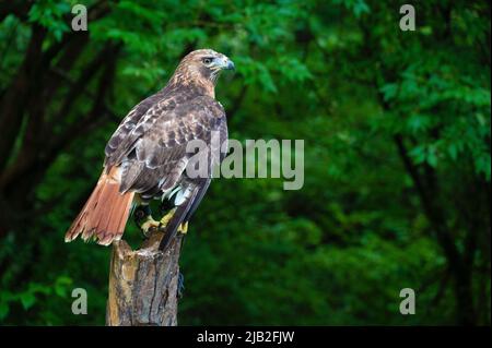 Oiseaux de proie sauvés de la route Banque D'Images