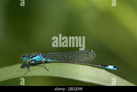 Gros plan d'une petite libellule à plumes (Ptycnemis) assise sur une longue lame d'herbe sur un fond vert dans la nature Banque D'Images