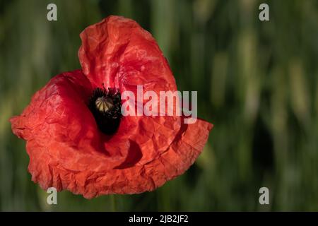 Gros plan d'une fleur de pavot rouge sur fond vert. Au milieu, vous pouvez voir le pistil avec du pollen. Banque D'Images