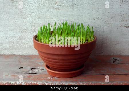 L'herbe verte pousse dans un pot de fleur en céramique. Herbe de chat en pleine croissance sur le balcon de la maison. Faire l'avoine de l'herbe en terre cuite en gros plan. Banque D'Images