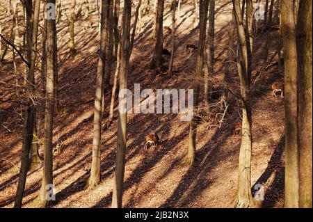 Le ROE déens dans la forêt du début du printemps. Banque D'Images