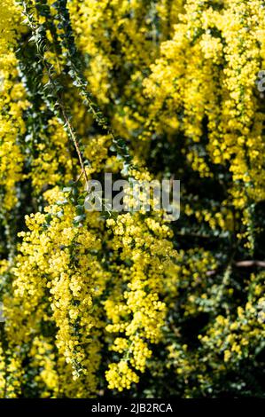 Acacia pravissima, Ovens arrol, Fabaceae. Ratons laveurs jaune vif. Banque D'Images