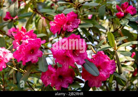 Groupe de vins de Rhododendron. Avec des fleurs roses/rouges. Banque D'Images