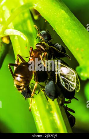 Groupe de mouches noires pucerons et un fourmis sur une plante verte Banque D'Images