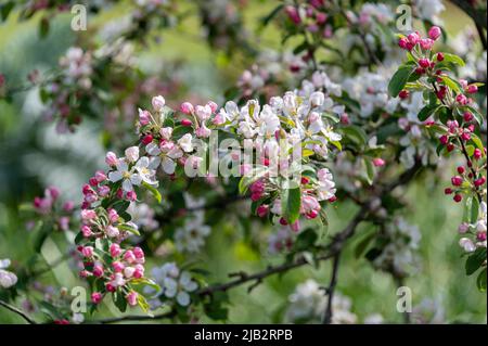 Malus magnifique, crabe pomme magnifique, Rosaceae Banque D'Images