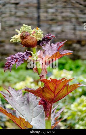 Début de la croissance du printemps avec un nouveau bourgeon de fleur émergent. Rheum Palmatum, rhubarbe chinoise, Polygonaceae. Banque D'Images