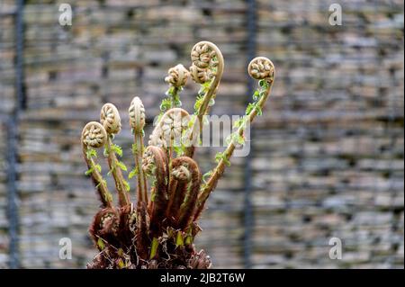 Dicksonia Antartica, fougère d'arbre mou, Dicksoniaceae. De nouvelles pousses de croissance. Banque D'Images