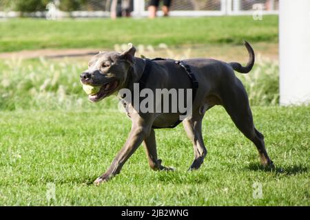 Le chien de taureau à fosse grise joue avec une balle dans un parc. Banque D'Images
