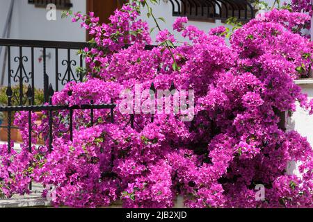 Violet Rose bougainvillier fleur sur fond clôture décoration Banque D'Images