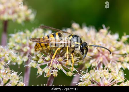 Une guêpe mâle (Dolichovespula saxonica) se nourrissant de fleurs sauvages à Hawthorn Hive, comté de Durham, Royaume-Uni Banque D'Images