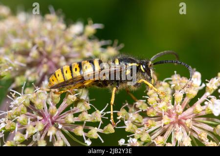 Une guêpe mâle (Dolichovespula saxonica) se nourrissant de fleurs sauvages à Hawthorn Hive, comté de Durham, Royaume-Uni Banque D'Images