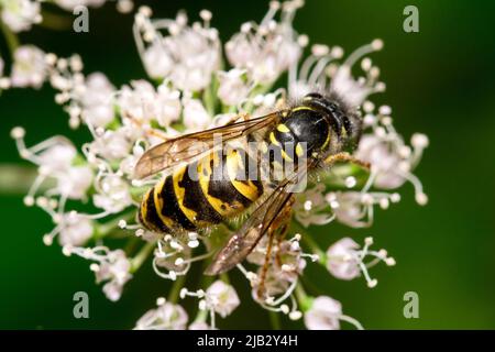 Une guêpe commune (Vespula vulgaris) se nourrissant de fleurs à Hawthorn Hive, comté de Durham, Royaume-Uni Banque D'Images