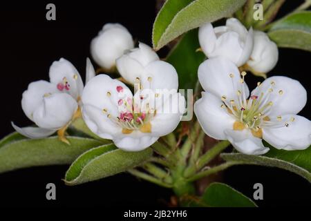 Fleurs de poire, isolées sur fond noir. Gros plan de fleurs de poire blanche la nuit. Boutons blancs délicats à la crème avec des étamines rouges et des feuilles vertes Banque D'Images