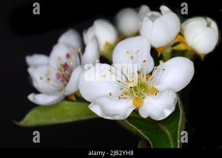 Fleurs de poire, isolées sur fond noir. Gros plan de fleurs de poire blanche la nuit. Boutons blancs délicats à la crème avec des étamines rouges et des feuilles vertes Banque D'Images