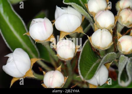 Fleurs de poire, isolées sur fond noir. Gros plan de fleurs de poire blanche la nuit. Boutons blancs délicats à la crème avec des étamines rouges et des feuilles vertes Banque D'Images