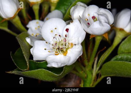 Fleurs de poire, isolées sur fond noir. Gros plan de fleurs de poire blanche la nuit. Boutons blancs délicats à la crème avec des étamines rouges et des feuilles vertes Banque D'Images