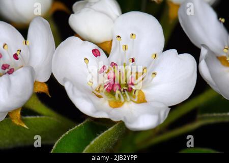 Fleurs de poire, isolées sur fond noir. Gros plan de fleurs de poire blanche la nuit. Boutons blancs délicats à la crème avec des étamines rouges et des feuilles vertes Banque D'Images