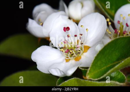 Fleurs de poire, isolées sur fond noir. Gros plan de fleurs de poire blanche la nuit. Boutons blancs délicats à la crème avec des étamines rouges et des feuilles vertes Banque D'Images