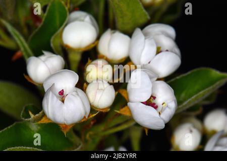 Fleurs de poire, isolées sur fond noir. Gros plan de fleurs de poire blanche la nuit. Boutons blancs délicats à la crème avec des étamines rouges et des feuilles vertes Banque D'Images