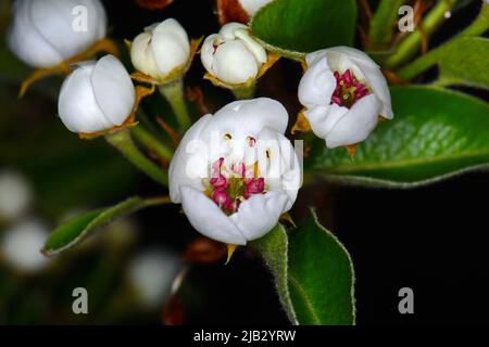 Fleurs de poire, isolées sur fond noir. Gros plan de fleurs de poire blanche la nuit. Boutons blancs délicats à la crème avec des étamines rouges et des feuilles vertes Banque D'Images