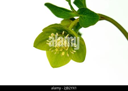 Helleborus odorus sur blanc. Hellébores de fleurs vertes, Helleborus odorus isolé sur fond blanc. Banque D'Images