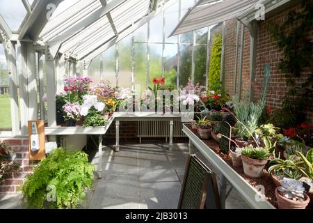 Serre pleine de plantes de maison florissantes d'été Banque D'Images