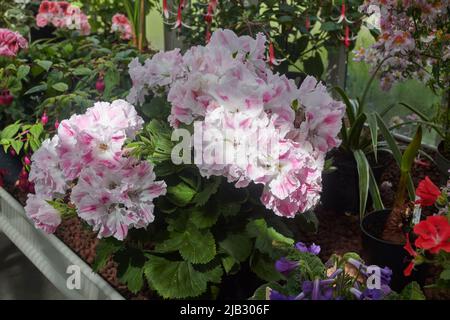 Regal Pelargonium (Pelargonium domesticum) croissant en serre. Cumbria, Royaume-Uni Banque D'Images