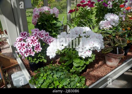 Regal Pelargonium (Pelargonium domesticum) croissant en serre. Cumbria, Royaume-Uni Banque D'Images