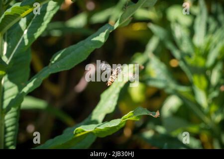 Un hoverfly planant dans les airs sur un fond de feuilles. Photographié dans la réserve naturelle de Tunstall Hills, Sunderland, Royaume-Uni Banque D'Images
