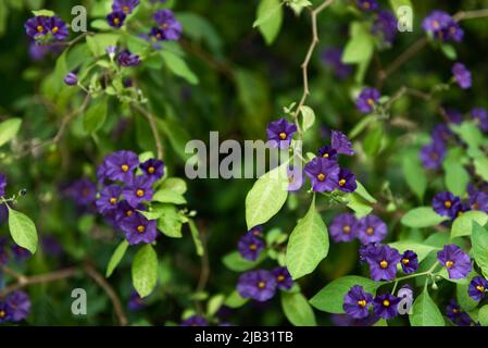 Buisson bleu de pomme de terre - Lycianthes rantonnetii Banque D'Images