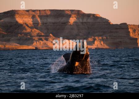 Saut à la baleine droite , Eubalaena Autralis, glacialis, Patagonie , Peninsula Valdes, Patagonie, Argentine. Banque D'Images