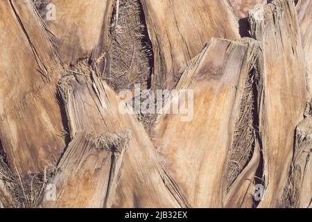 Vieux écorces fissurées d'un palmier gros plan. Fond de texture naturelle. Coffre de paume. Banque D'Images