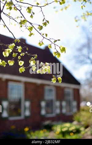 Des bourgeons de printemps éclairés au soleil sur une branche en face d'une maison hollandaise en Hollande Michigan à l'heure des tulipes Banque D'Images