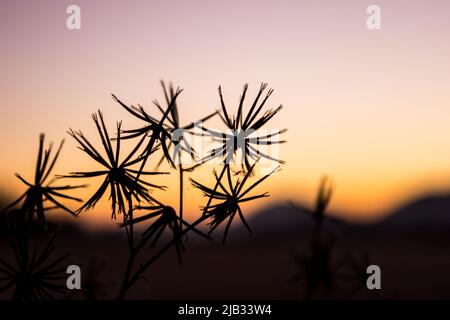 Silhouette du corps de fructification d'un Black-jack (Biddens pilosa) contre le ciel coloré de l'aube, dans l'État libre rural, Afrique du Sud Banque D'Images