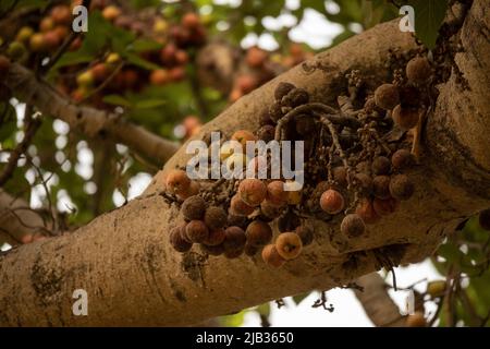 Ficus est un genre d'environ 850 espèces d'arbres ligneux, d'arbustes, de vignes, d'épiphytes et d'hémiépiphytes de la famille des Moraceae. Collectivement appelées fig. tre Banque D'Images