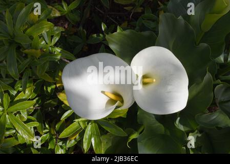 En regardant vers le bas sur deux fleurs de nénuphars blanches avec des étamines jaunes et des feuilles vertes en dessous Banque D'Images