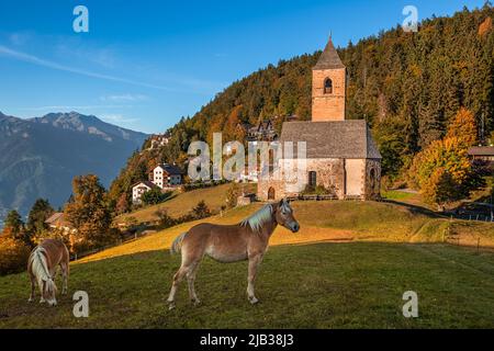 Hafling, Italie - chevaux italiens et l'église de montagne de Sainte-Catherine (Chiesa di Santa Caterina) près de Hafling - Avelengo sur un après-midi d'automne avec Banque D'Images