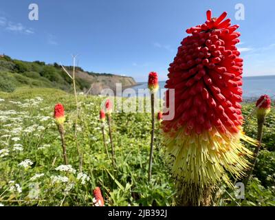 Red Hot Poker plantes du sommet des falaises de Robin Hood's Bay Banque D'Images